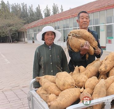 史同海、孫成菊夫婦與他們的地瓜