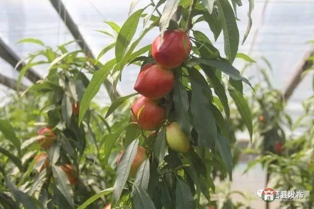 剛剛上市！莒縣這里好大一個“小油桃”，一年能賣3個億